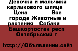 Девочки и мальчики карликового шпица  › Цена ­ 20 000 - Все города Животные и растения » Собаки   . Башкортостан респ.,Октябрьский г.